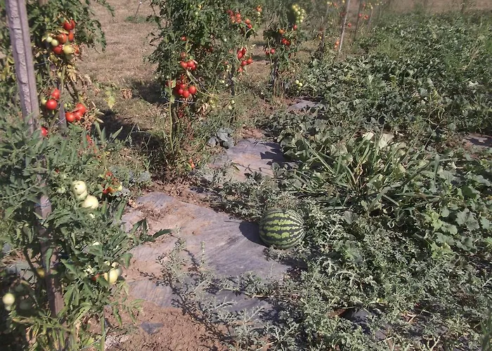 Rekreacny Dom Railip Trávnica